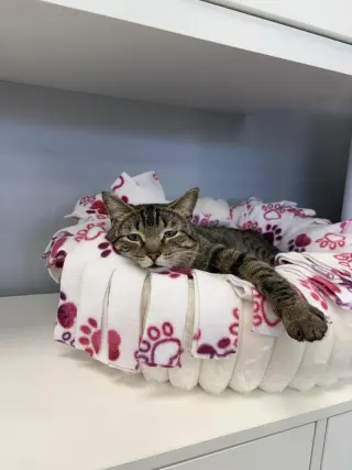 Nala