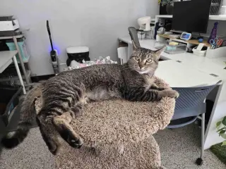 Nala