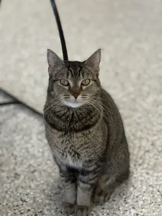 Nala