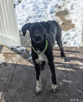 Daisy aka Sprite