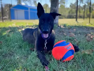 Scout - Located in Florida