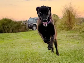 Scout - Located in Florida