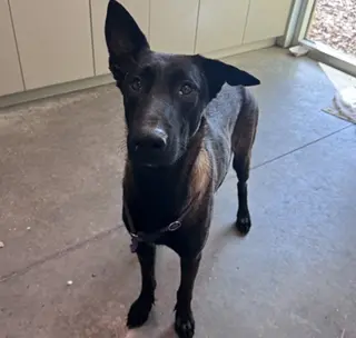 Scout - Located in Florida