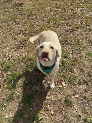 Wilson