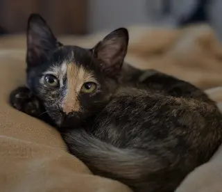 LuLuBelle