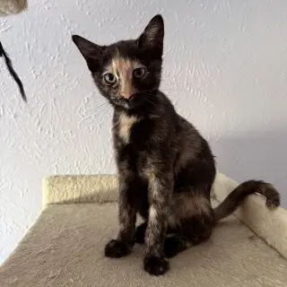 LuLuBelle