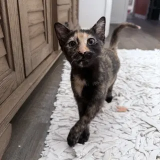 LuLuBelle