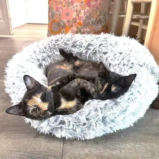 LuLuBelle
