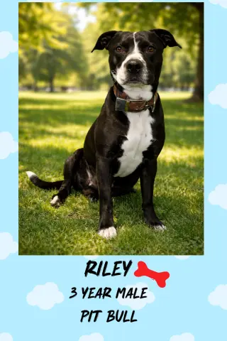 RILEY  – 3 YEAR MALE PIT BULL MIX