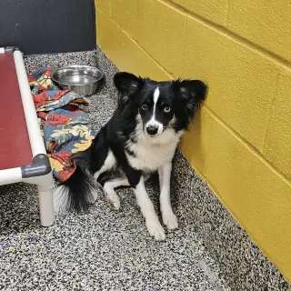 Nutcracker