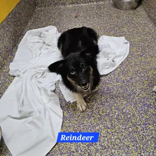 Reindeer