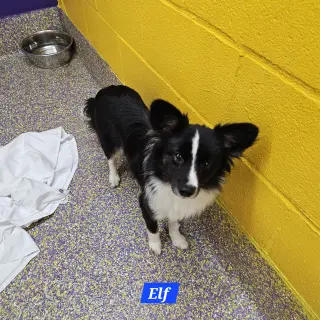 Elf