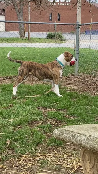 Harley