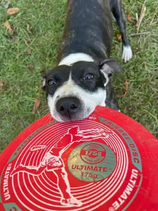 Harper (Courtesy)