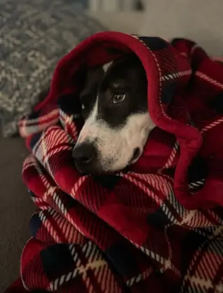 Harper (Courtesy)