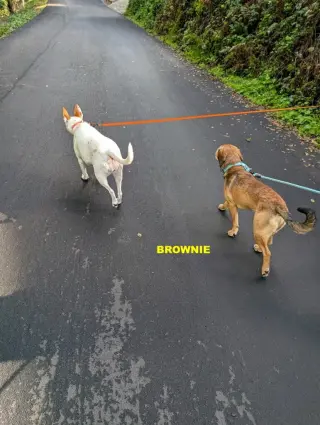 BROWNIE
