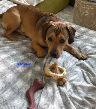 BROWNIE