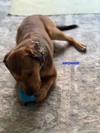 BROWNIE