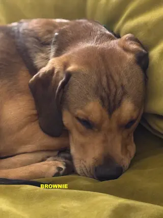 BROWNIE