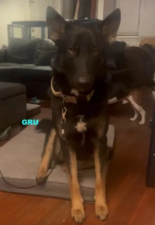 GRU