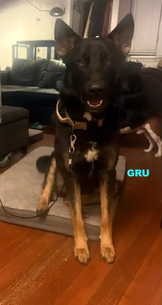 GRU