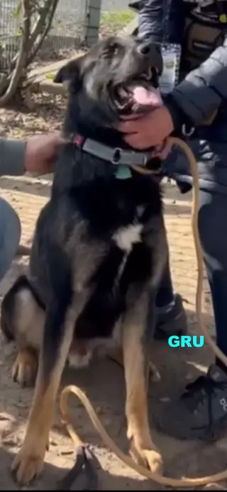 GRU