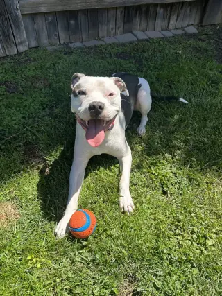 Petey