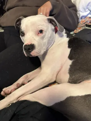 Petey