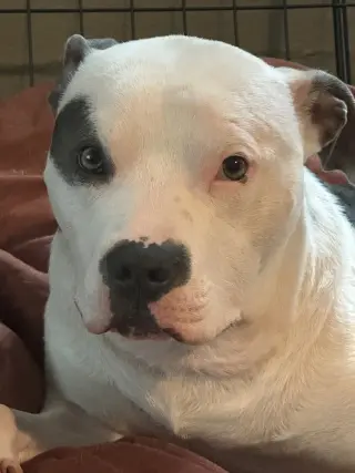 Petey