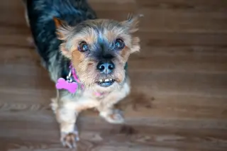 Rosie