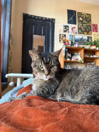 Zelda