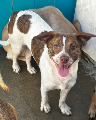 Paloma