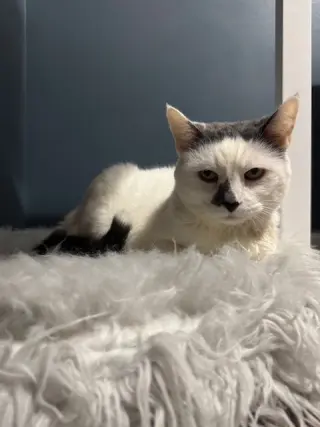 Money - Declawed!