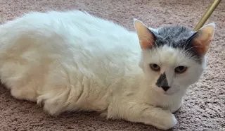 Money - Declawed!