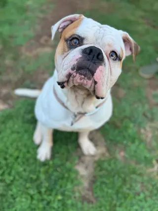 Ferdinand