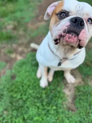 Ferdinand
