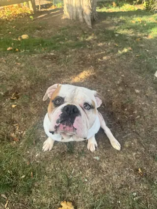 Ferdinand