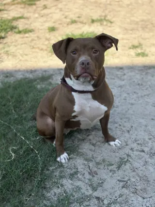 Sage