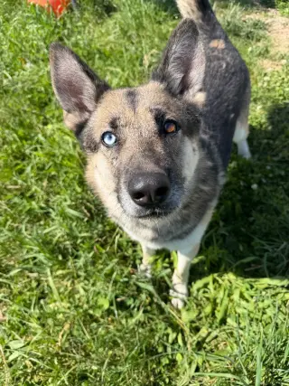 Atlas - Long Term Resident Sponsored