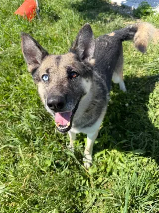 Atlas - Long Term Resident Sponsored