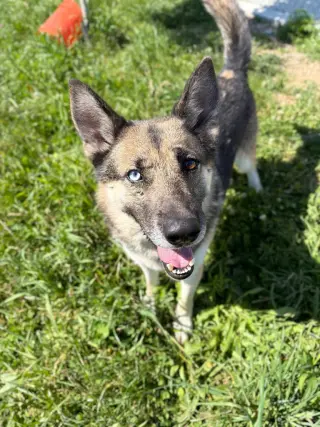 Atlas - Long Term Resident Sponsored