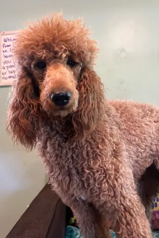 Bella Feb 26