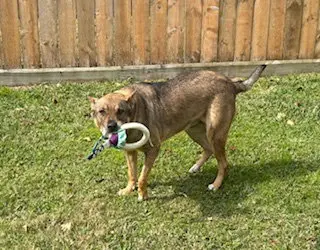 Rosie-Posie