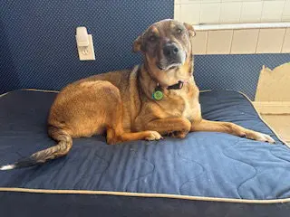 Rosie-Posie