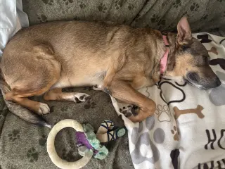 Rosie-Posie
