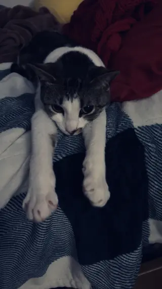 Rosie