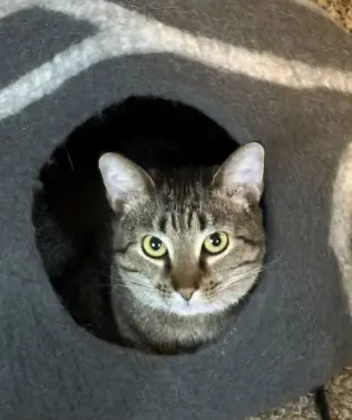 BRIGHT EYES