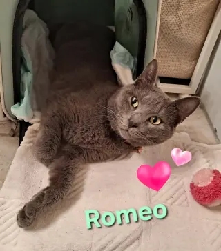 Romeo
