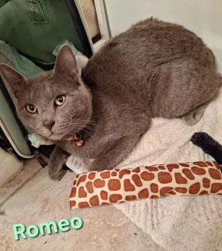 Romeo