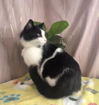 Soybean